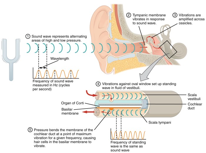 Anatomy and physiology of speech and hearing