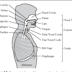 Anatomy and physiology of speech and hearing