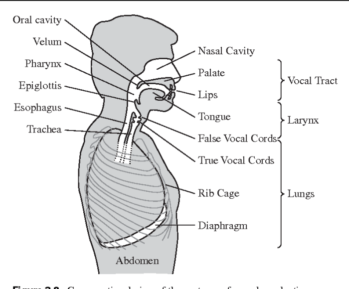 Anatomy and physiology of speech and hearing