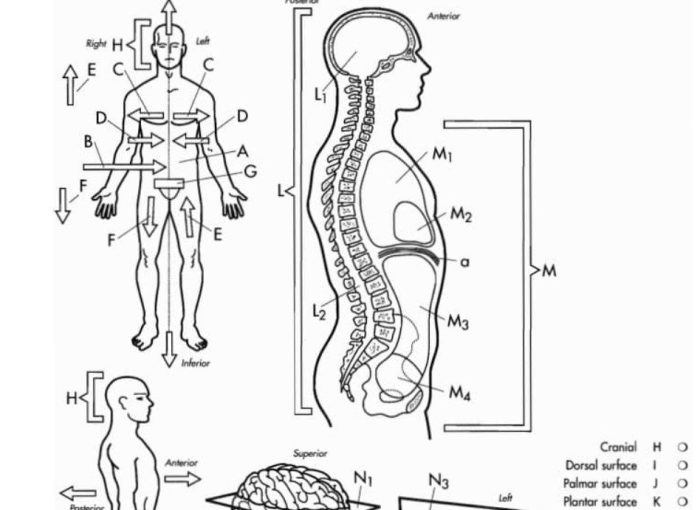 The anatomy coloring book answer key