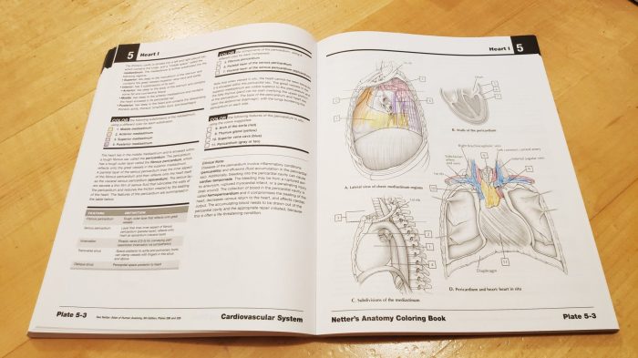 The anatomy coloring book answer key