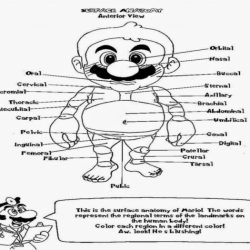 The anatomy coloring book answer key