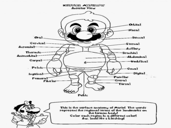 The anatomy coloring book answer key