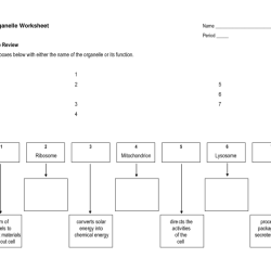 Cells and cell organelles worksheet