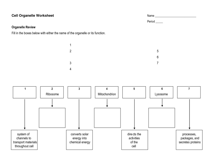 Cells and cell organelles worksheet