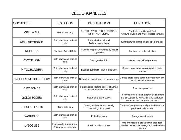 Cells and cell organelles worksheet