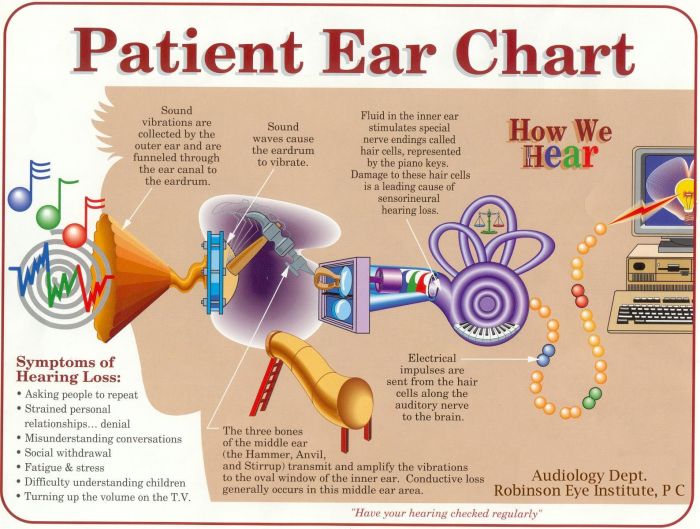 Anatomy and physiology of speech and hearing