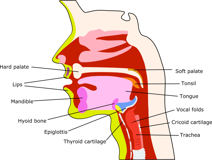 Anatomy and physiology of speech and hearing