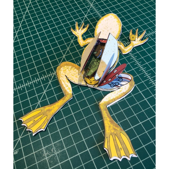 Frog scienstructable 3d dissection model answer key