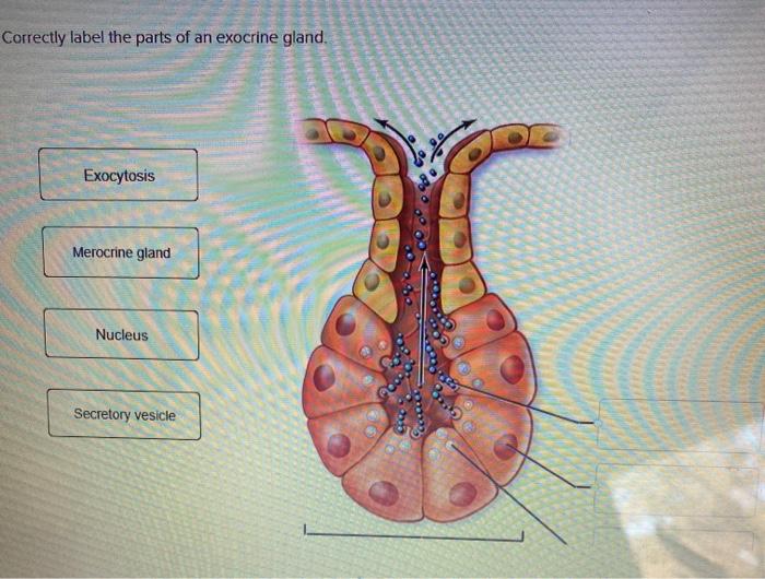 Correctly label the parts of an exocrine gland.