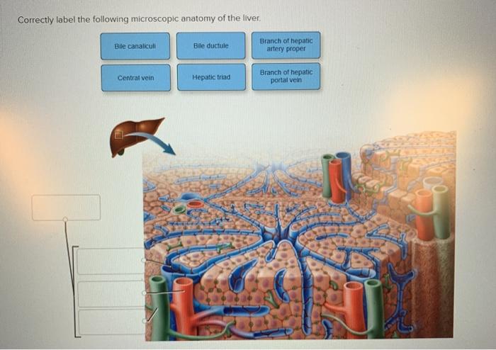 Correctly label the following microscopic anatomy of the liver.