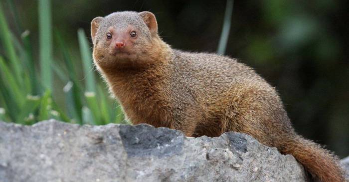 These mongoose mentors are teaching pups survival skills