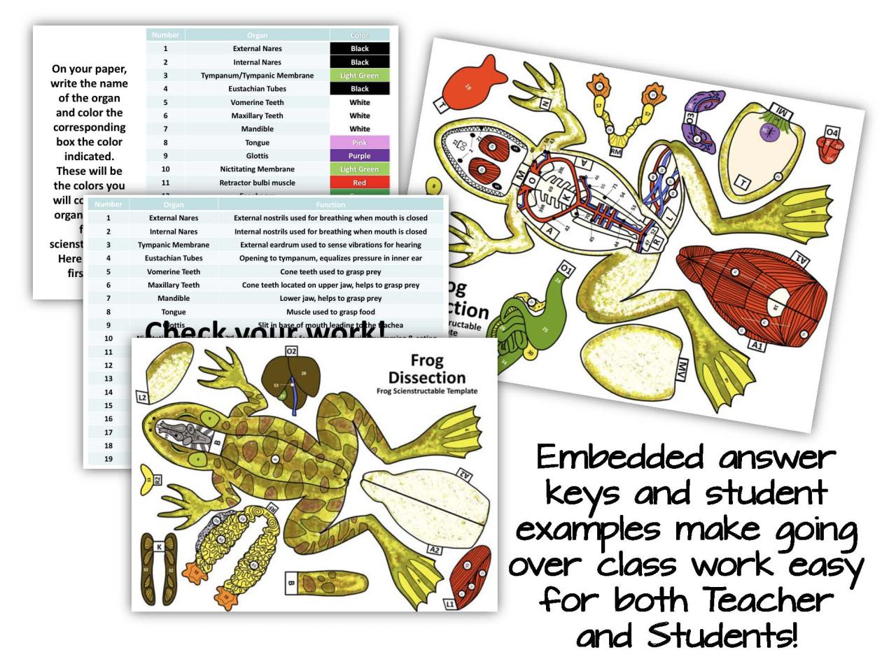 Frog scienstructable 3d dissection model answer key