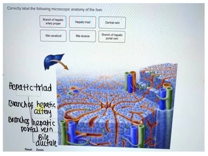 Correctly label the following microscopic anatomy of the liver.