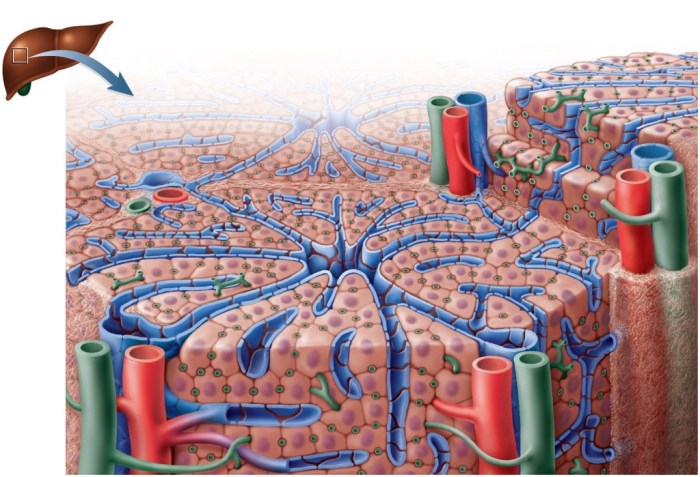 Liver microscopic anatomy digestive lecture ppt powerpoint system