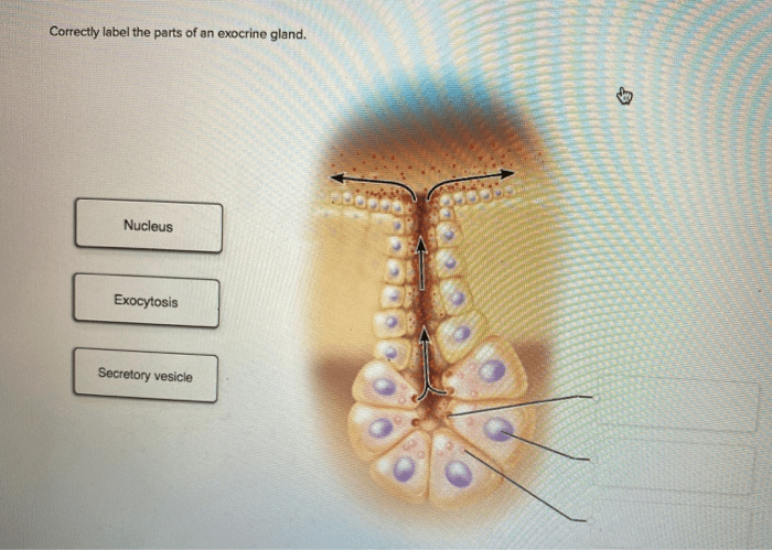 Correctly label the parts of an exocrine gland.