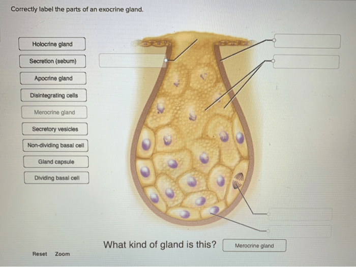 Exocrine gland correctly labels wh