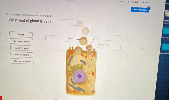 Gland exocrine correctly label parts cell adjust problems award point pdf reached ve end preview