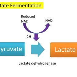 Ch9 lactate fermentation htm