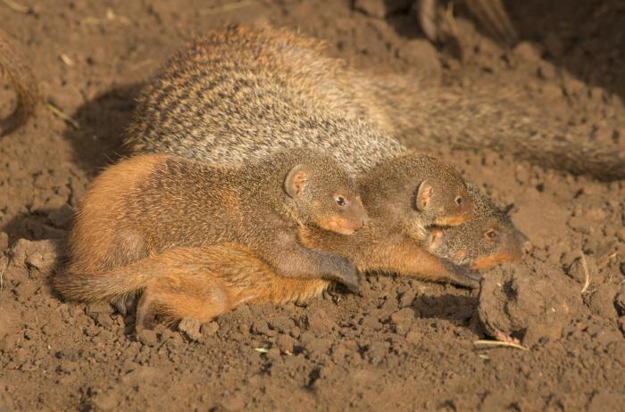 These mongoose mentors are teaching pups survival skills