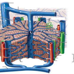 Liver anatomy hepatic portal lobules lobule kidney microscopic blood between accessory organs wikipedia difference vein histology system gallbladder pancreas digestion