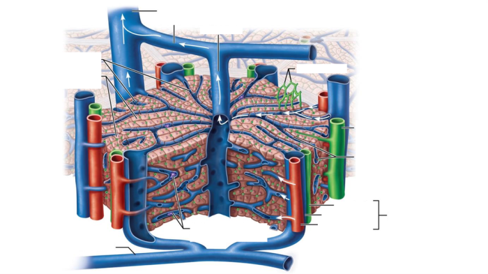 Liver anatomy hepatic portal lobules lobule kidney microscopic blood between accessory organs wikipedia difference vein histology system gallbladder pancreas digestion